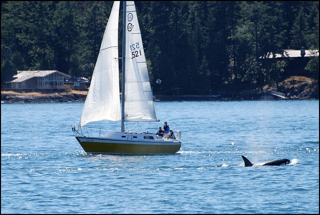 Sailboat with people looking at orca